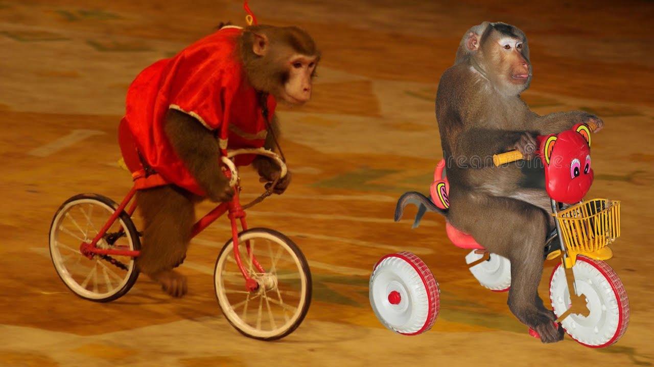 HoaBinh Events là đơn vị chuyên cho thuê xiếc khỉ biểu diễn tại các sự kiện thiếu nhi