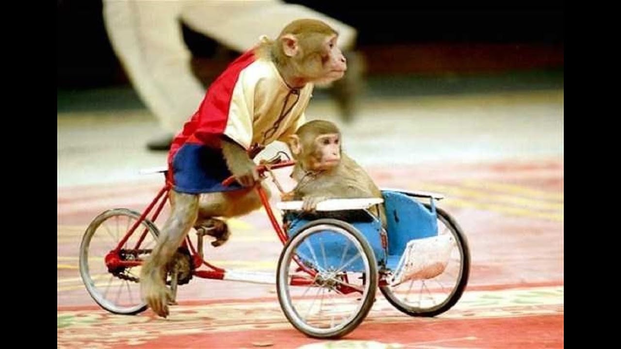 Khỉ đi xe đạp là một trong những màn trình diễn xiếc khỉ ấn tượng
